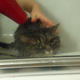 Illustration for article titled If you give a cat a bath...